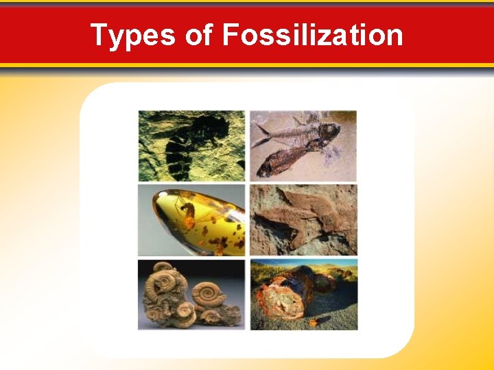 Types of Fossilization 