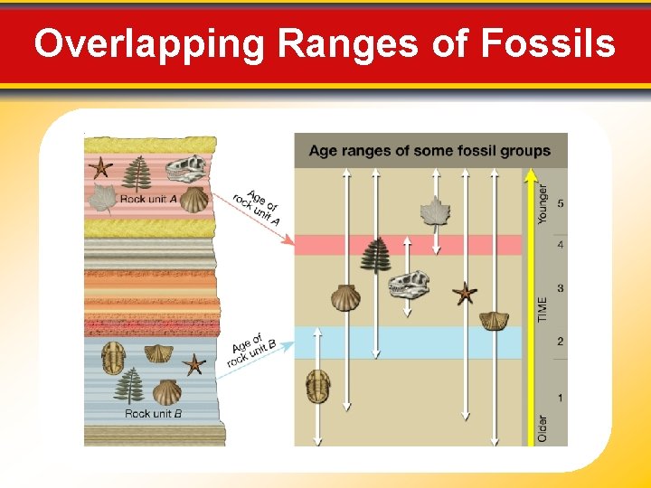 Overlapping Ranges of Fossils 