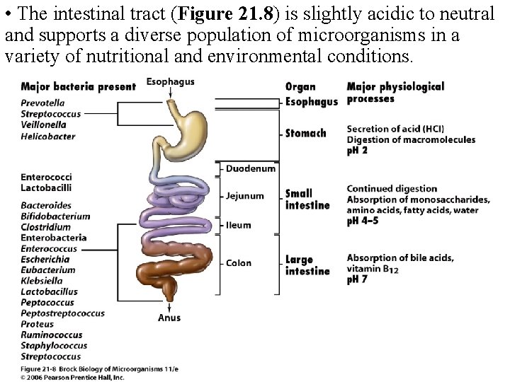 • The intestinal tract (Figure 21. 8) is slightly acidic to neutral and • The intestinal tract (Figure 21. 8) is slightly acidic to neutral and