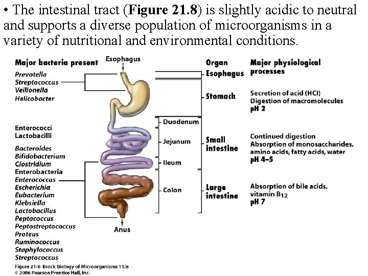  • The intestinal tract (Figure 21. 8) is slightly acidic to neutral and