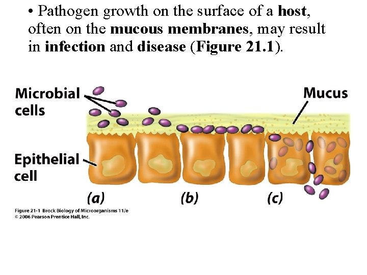  • Pathogen growth on the surface of a host, often on the mucous