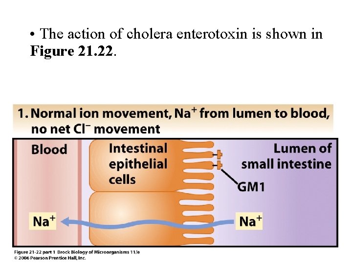  • The action of cholera enterotoxin is shown in Figure 21. 22. 