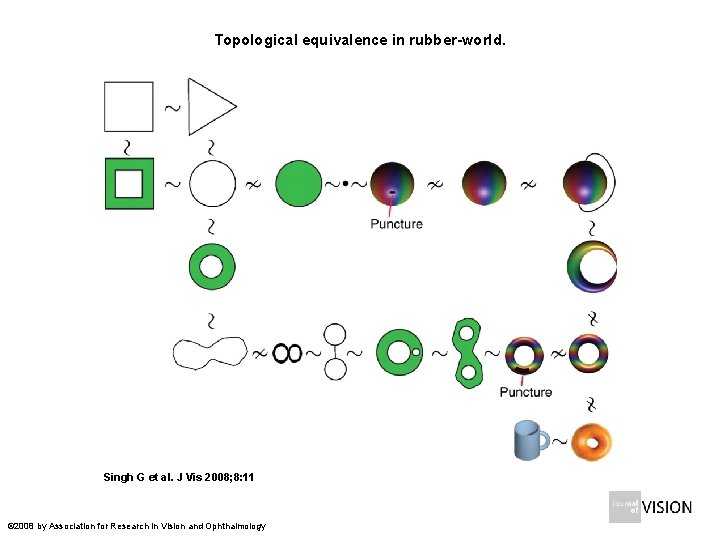 Topological equivalence in rubber-world. Singh G et al. J Vis 2008; 8: 11 ©