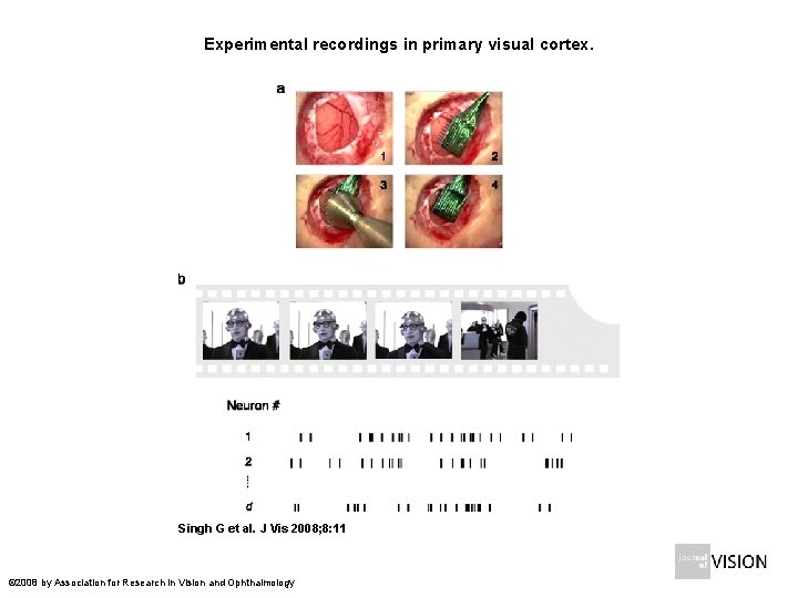 Experimental recordings in primary visual cortex. Singh G et al. J Vis 2008; 8: