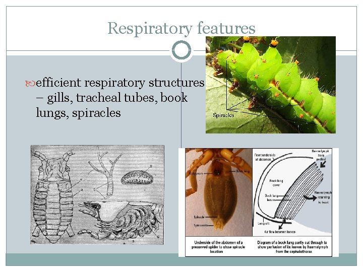 Respiratory features efficient respiratory structures – gills, tracheal tubes, book lungs, spiracles 