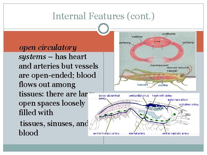 Internal Features (cont. ) open circulatory systems – has heart and arteries but vessels
