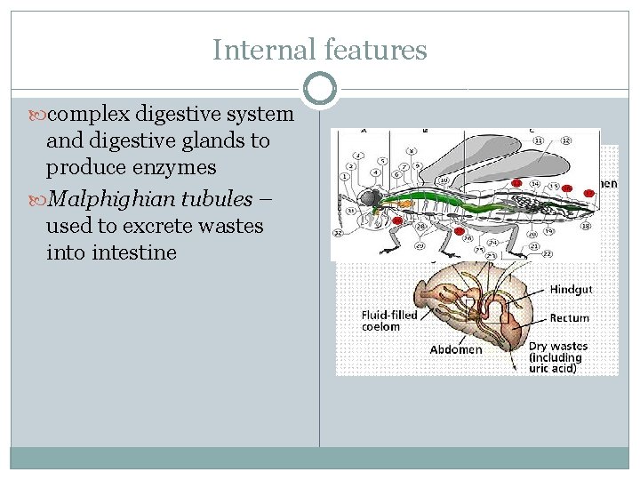 Internal features complex digestive system and digestive glands to produce enzymes Malphighian tubules –