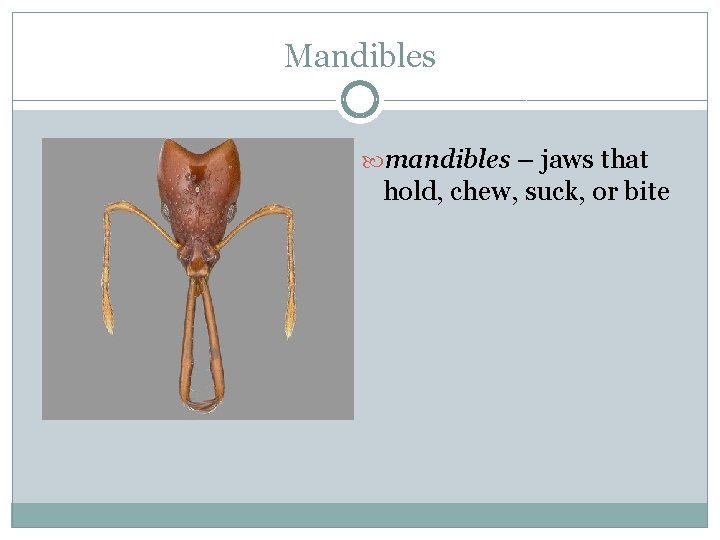 Mandibles mandibles – jaws that hold, chew, suck, or bite 