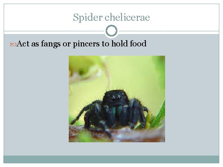 Spider chelicerae Act as fangs or pincers to hold food 