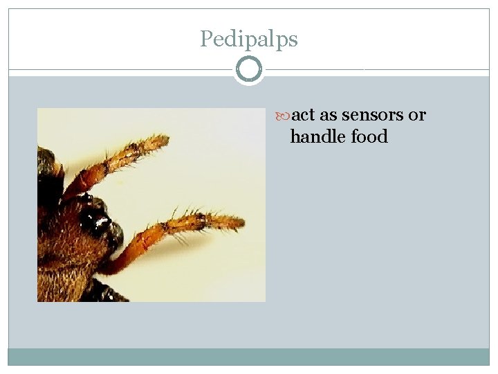 Pedipalps act as sensors or handle food 