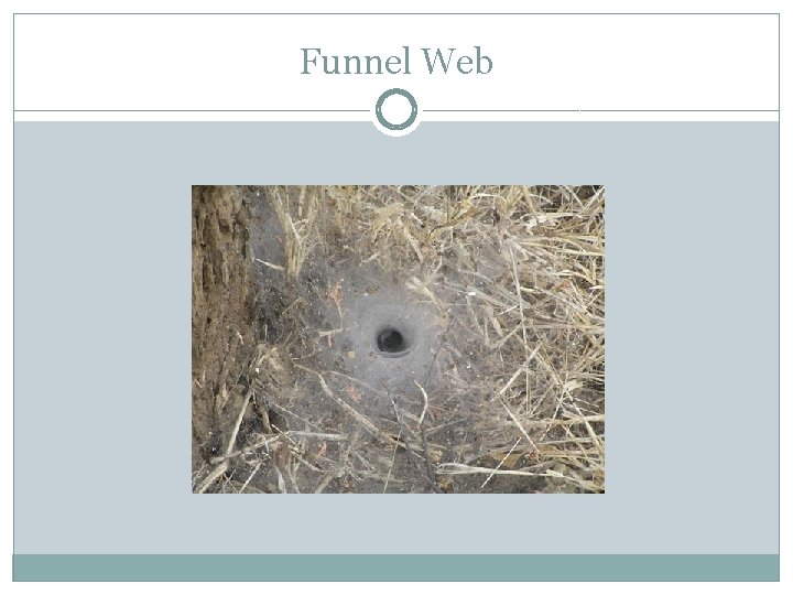 Funnel Web 