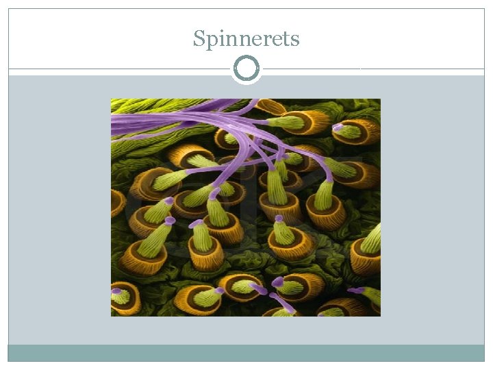 Spinnerets 