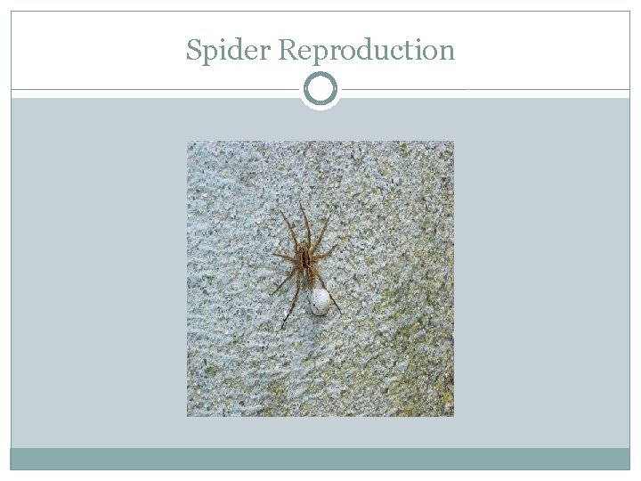 Spider Reproduction 