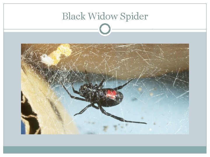 Black Widow Spider 