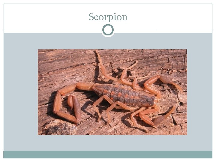Scorpion 