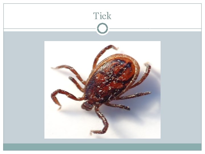 Tick 