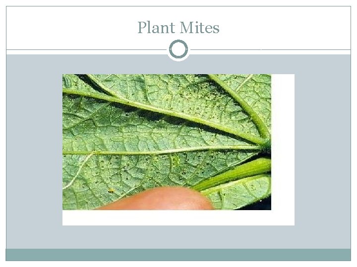 Plant Mites 