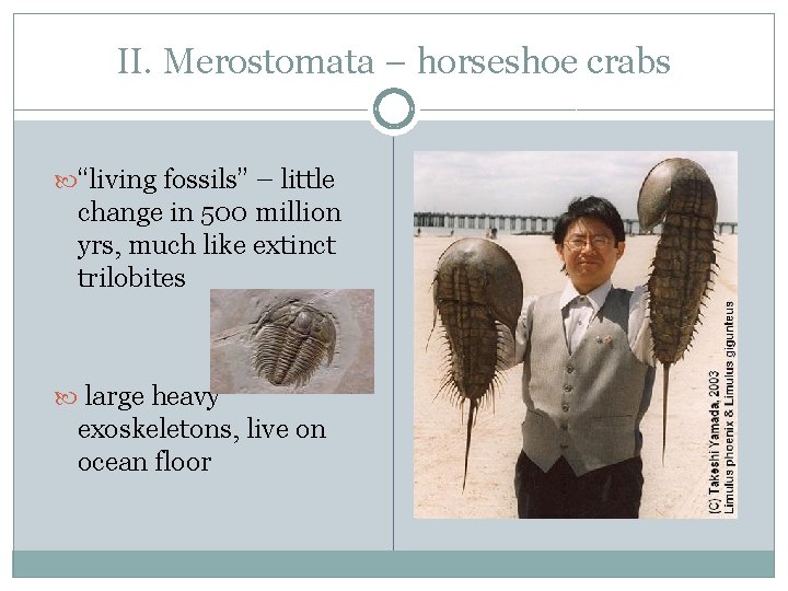 II. Merostomata – horseshoe crabs “living fossils” – little change in 500 million yrs,