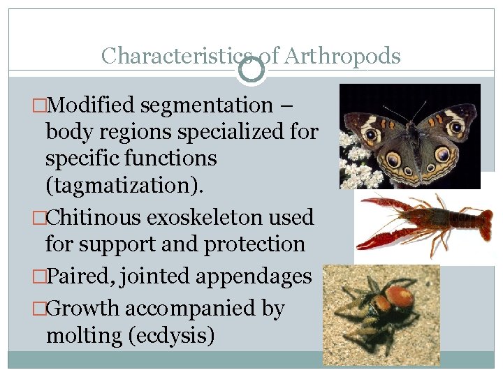 Characteristics of Arthropods �Modified segmentation – body regions specialized for specific functions (tagmatization). �Chitinous