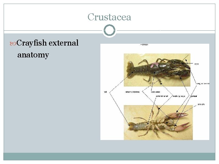 Crustacea Crayfish external anatomy 