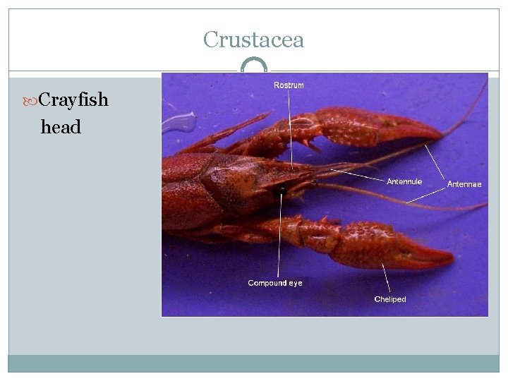 Crustacea Crayfish head 