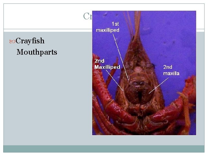 Crustacea Crayfish Mouthparts 