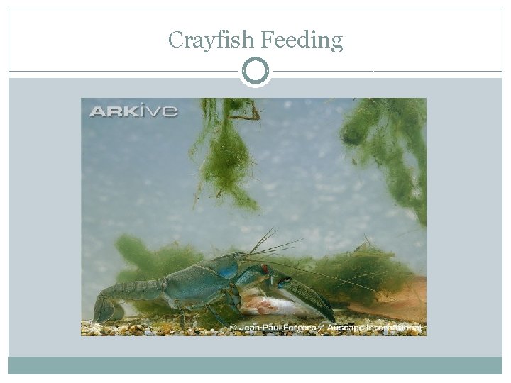 Crayfish Feeding 