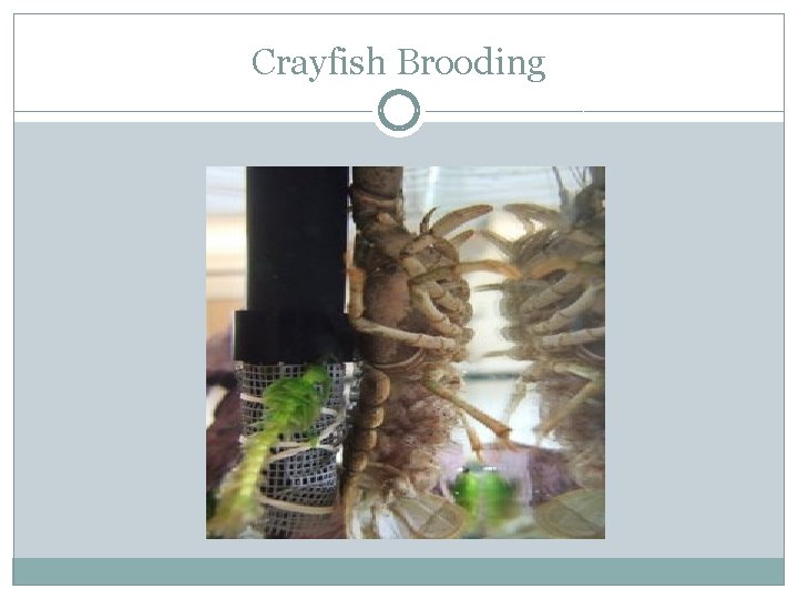 Crayfish Brooding 