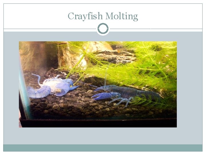 Crayfish Molting 