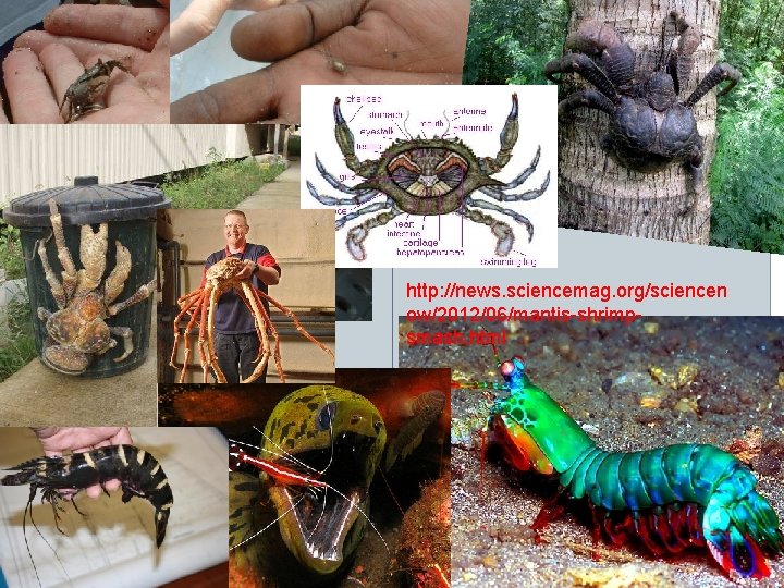 http: //news. sciencemag. org/sciencen ow/2012/06/mantis-shrimpsmash. html 