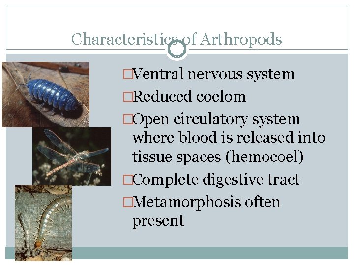 Characteristics of Arthropods �Ventral nervous system �Reduced coelom �Open circulatory system where blood is
