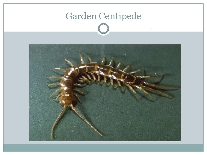 Garden Centipede 