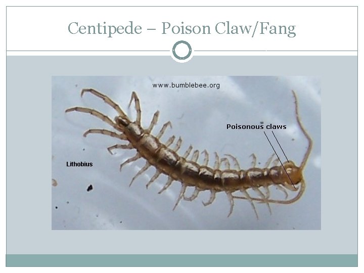 Centipede – Poison Claw/Fang 