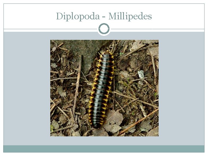 Diplopoda - Millipedes 