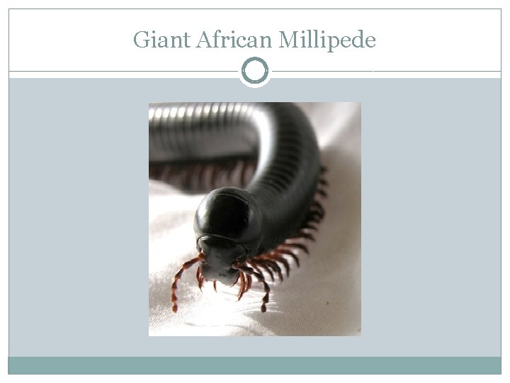 Giant African Millipede 