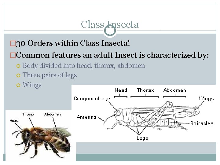 Class Insecta � 30 Orders within Class Insecta! �Common features an adult Insect is