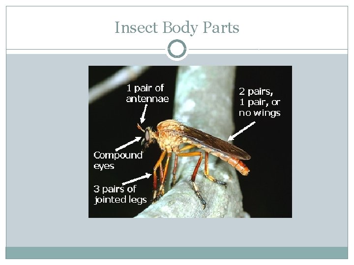 Insect Body Parts 