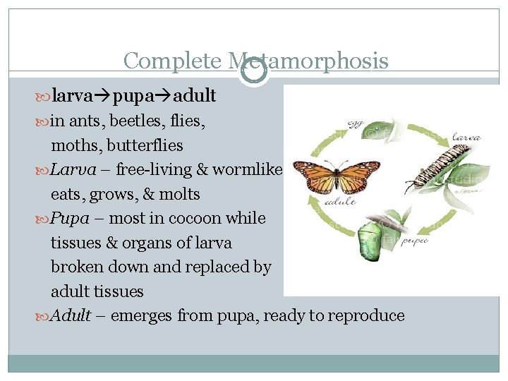 Complete Metamorphosis larva pupa adult in ants, beetles, flies, moths, butterflies Larva – free-living