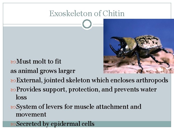 Exoskeleton of Chitin Must molt to fit as animal grows larger External, jointed skeleton