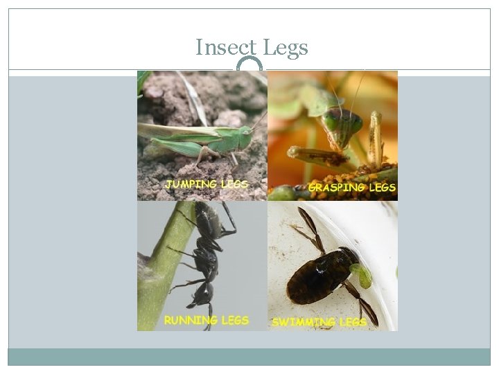 Insect Legs 