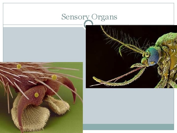Sensory Organs 
