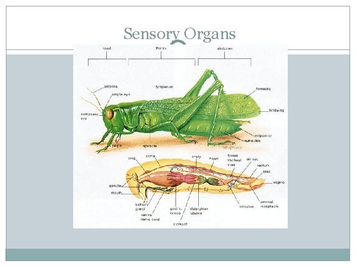 Sensory Organs 