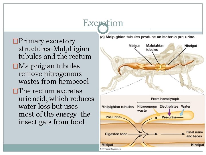 Excretion �Primary excretory structures-Malphigian tubules and the rectum �Malphigian tubules remove nitrogenous wastes from