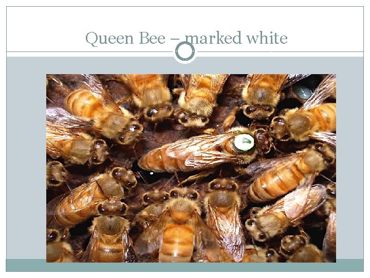 Queen Bee – marked white 