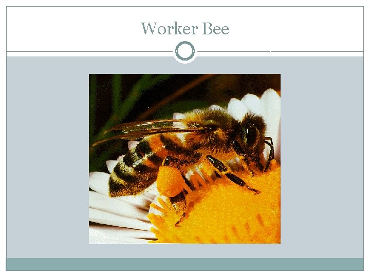 Worker Bee 