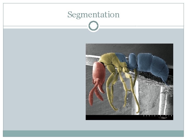 Segmentation 