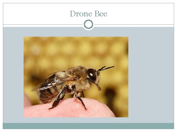 Drone Bee 