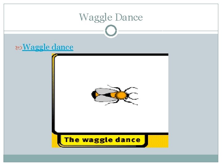 Waggle Dance Waggle dance 