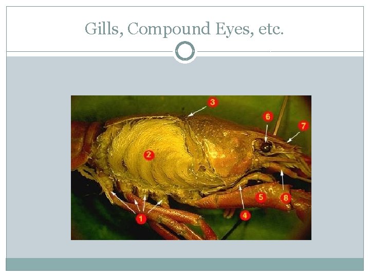 Gills, Compound Eyes, etc. 