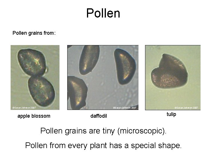 Pollen grains from: ©Susan Johnson 2007 apple blossom daffodil ©Susan Johnson 2007 tulip Pollen